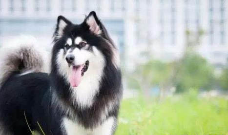 為什么有些狗狗不挑食的原因