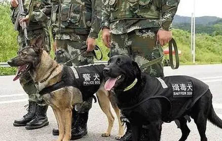 緝毒犬都是什么品種