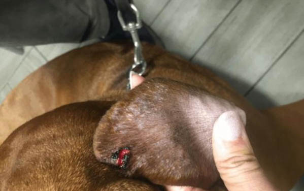 狗得疥瘡怎么治療