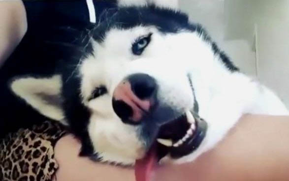 狗狗假懷孕有哪些癥狀