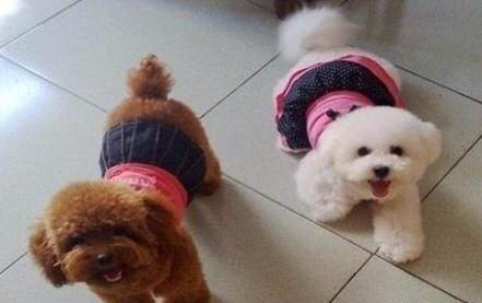 狗狗為什么屁股蹭地走的原因