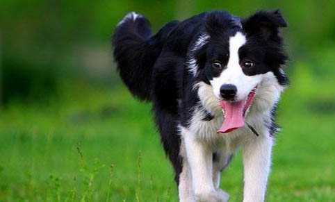 邊境牧羊犬吐白色粘稠液體的原因及處理方法