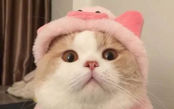 小貓一直叫要進臥室