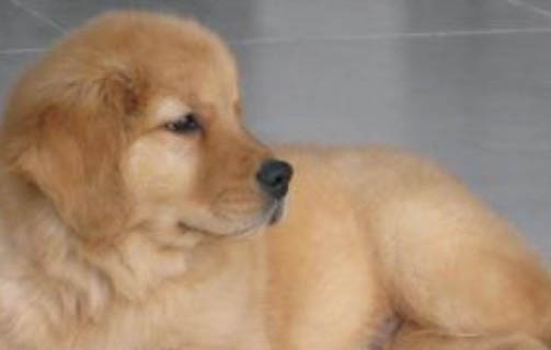 犬瘟空嚼多久會嚼一次