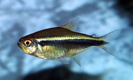 天氣熱好釣魚不