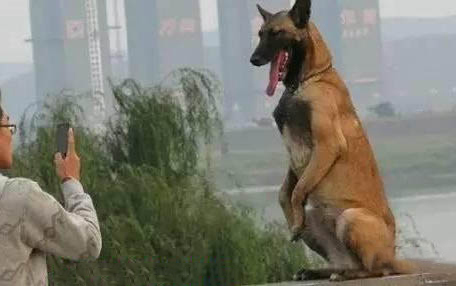小狗興奮漏尿是怎么回事