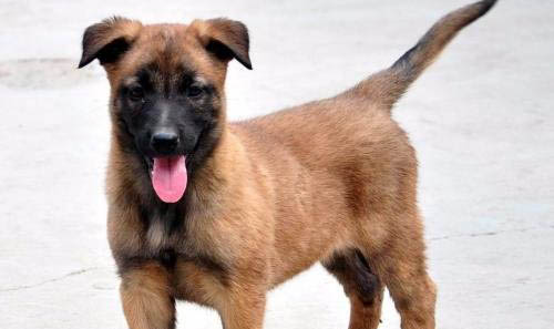 是馬犬兇還是狼青兇