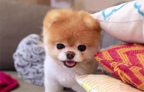 狗狗剪指甲教程是什么