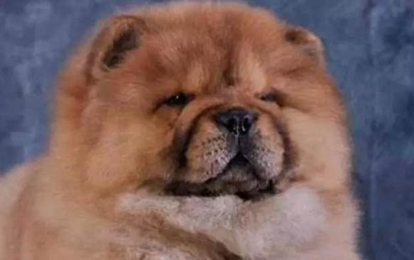 松獅犬和哈士奇哪個好養