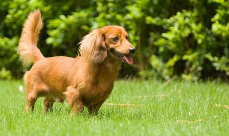 臘腸犬的優(yōu)點(diǎn)和缺點(diǎn)