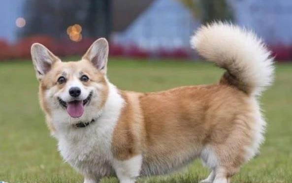 成年大柯基犬圖片多重多大