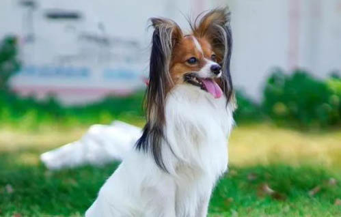 蝴蝶犬串串智商高嗎