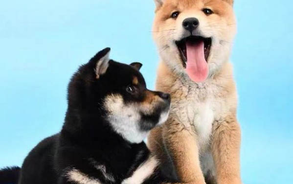 狗狗嘴巴臭怎么回事?