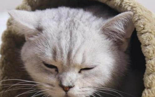 小貓晚上叫不理它可以嗎