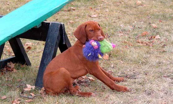 狗狗得了犬副流感可以吃東西嗎