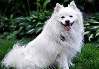 愛斯基摩犬脾臟大的原因及處理方法