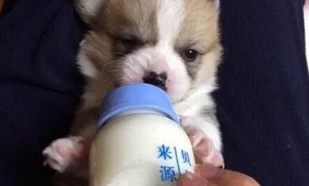 兩個月大的狗狗不吃狗糧了怎么辦
