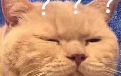 貓是夜行動物嗎?