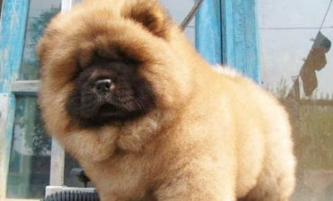 一個月松獅犬如何喂養