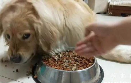 狗狗是色盲怎么看紅綠燈