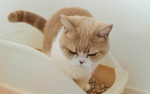 小貓咪感冒流鼻涕吃什么藥最好