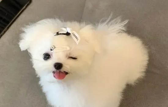 狗狗下眼皮腫起來是什么原因?