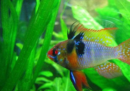 魚缸養(yǎng)魚增氧泵要一直開著嗎
