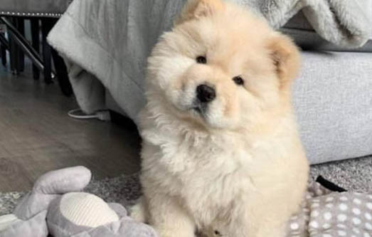 犬瘟熱癥狀有哪些,怎么辨別狗瘟癥狀