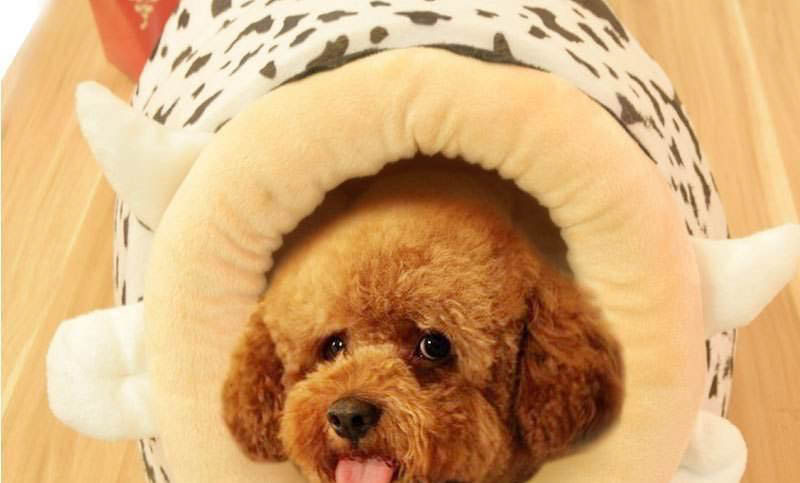 狗狗不喜歡喝水什么原因