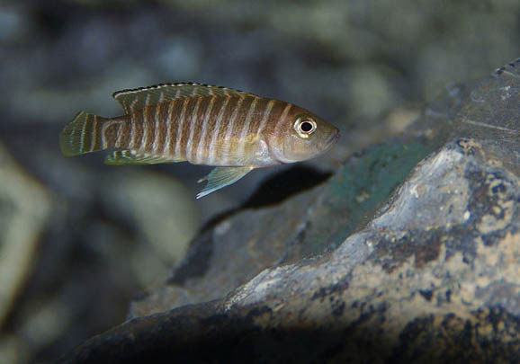 斑馬狗頭魚能活幾年？