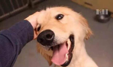 蜱蟲(chóng)咬死狗