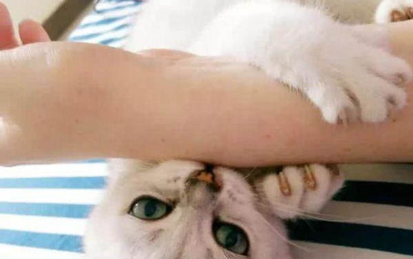 小貓最近狂喝水拉稀