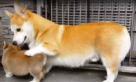 狗狗的感冒癥狀