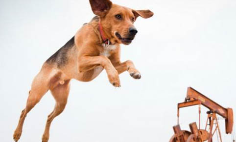 美國獵狐犬性情怎么樣啊