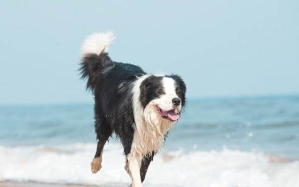 狗狗流產后多久可以洗澡了？