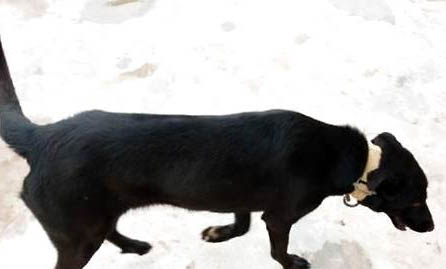 黑狼犬和馬犬哪個更兇一些