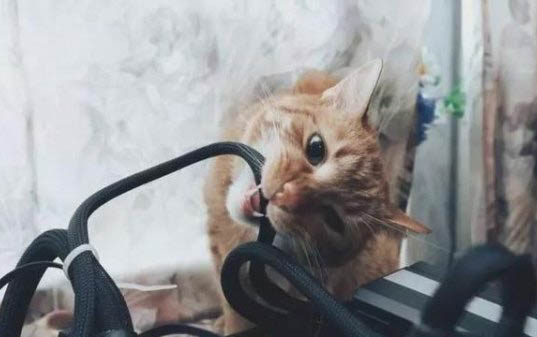 小貓怕人老是躲著怎么辦
