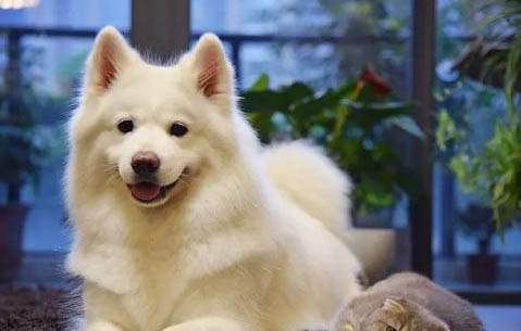 狗狗能吃海苔片嗎