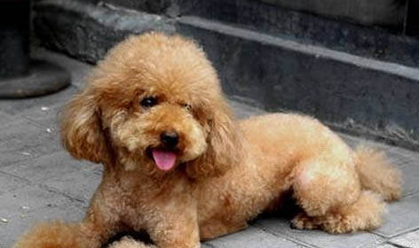 貴賓犬手術傷口多久恢復