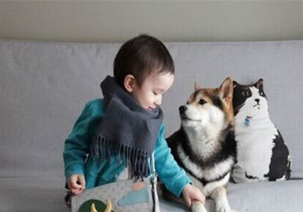柴犬吃多了拉稀怎么辦
