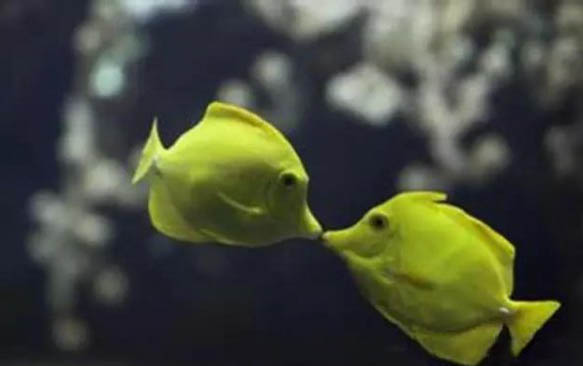 孕期養(yǎng)狗狗注意事項