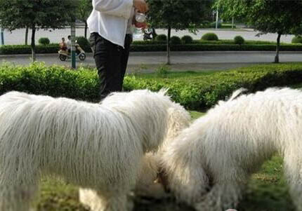 可蒙犬為什么不愛吃東西?處理方法和注意事項