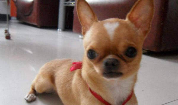 吉娃娃犬好養(yǎng)嗎?