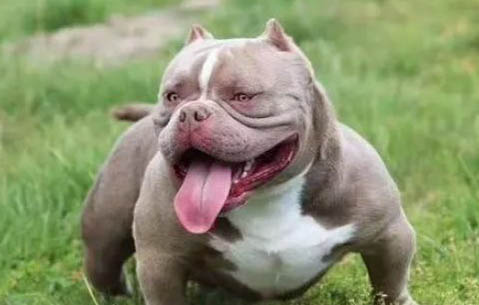 美國惡霸犬好養嗎?