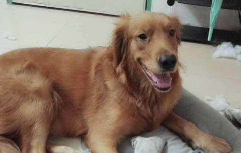 狗狗吃了骨頭不消化怎么辦