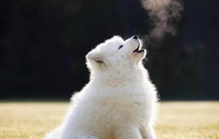 狗狗換牙期的四個注意事項