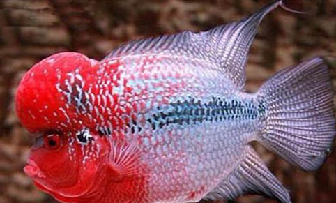 斑馬魚(yú)需要一直打氧嗎