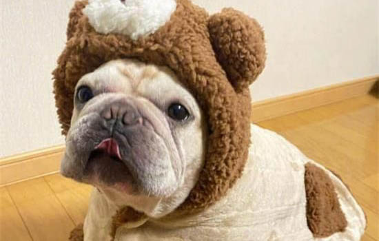 法國斗牛犬眼睛紅血絲的原因及處理方法