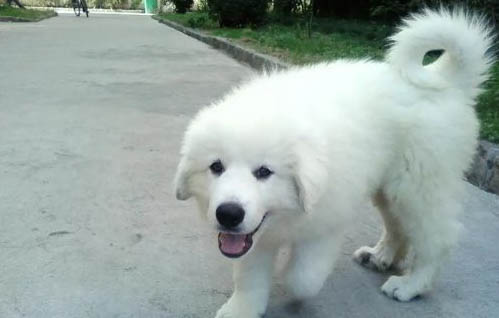 大白熊犬兩月幼犬活物巨型大骨架