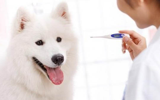 狗狗鼻子里掉皮是咋回事